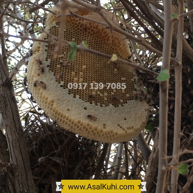 عسل وحشی جنگلی